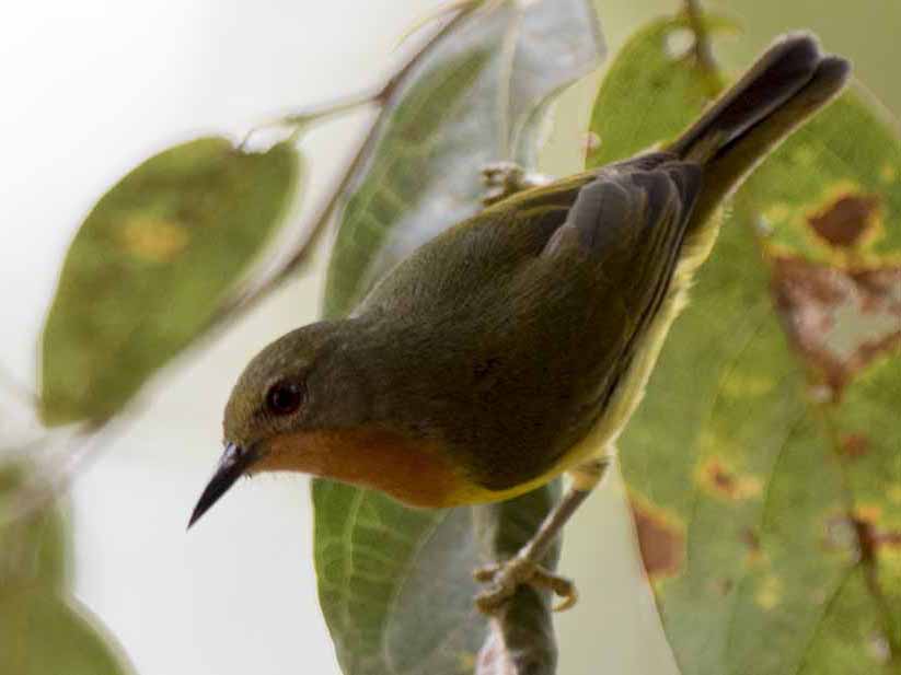 Ruby-cheeked Sunbird