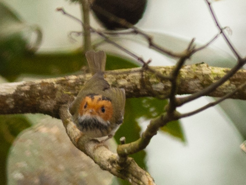 Rufous-faced Warbler