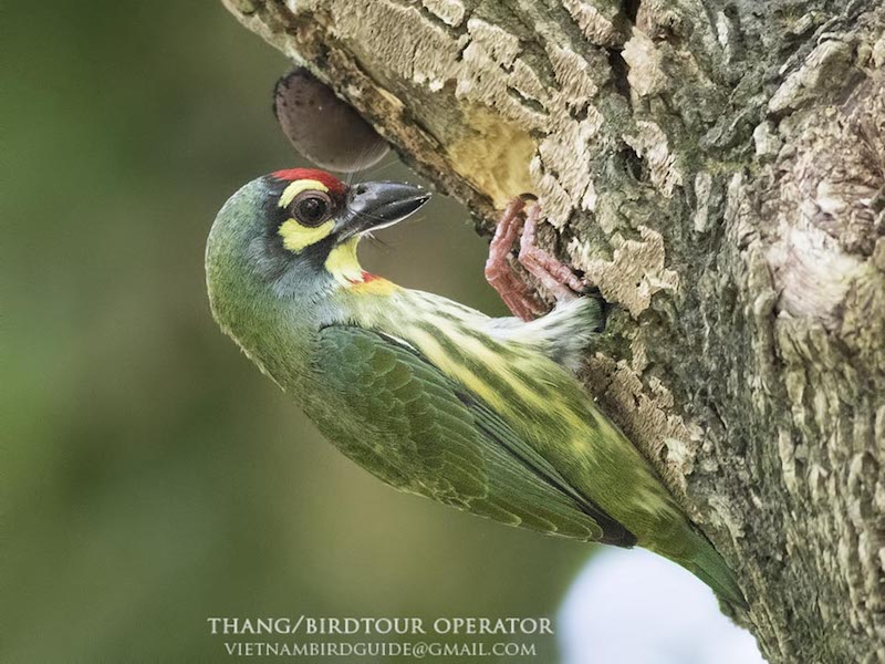 Coppersmith Barbet	