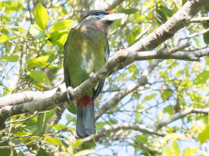 Red-vented Barbet