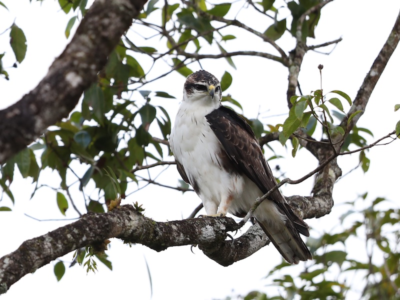 Rufous-bellied Eagle