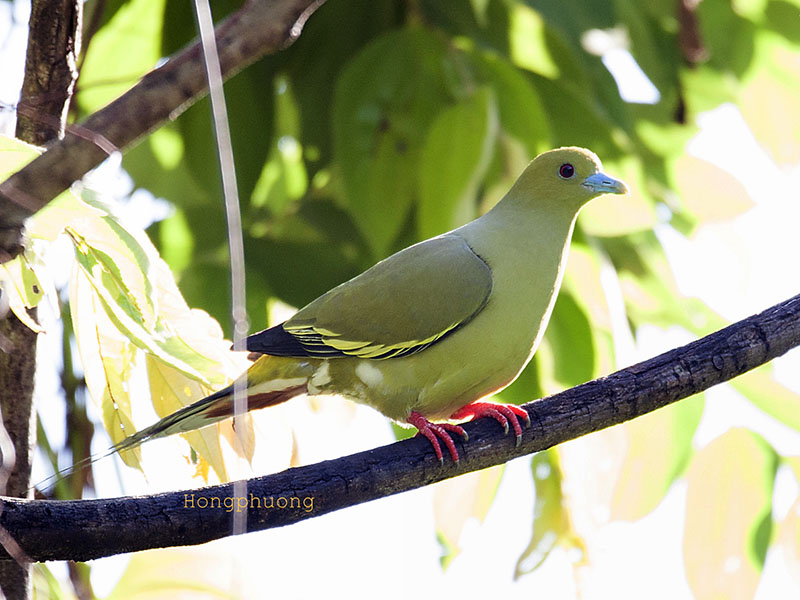Pin-tailed Pigeon