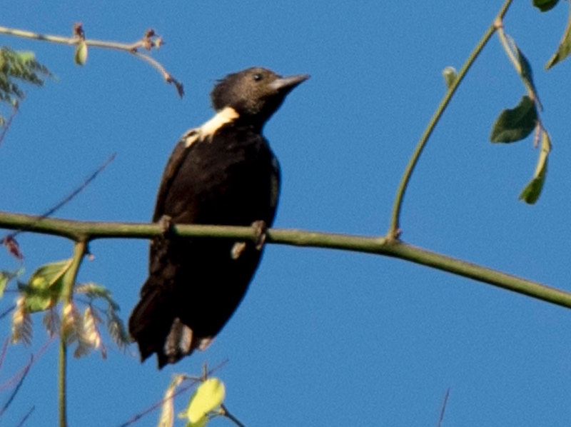 Black-and-buff Woodpecker