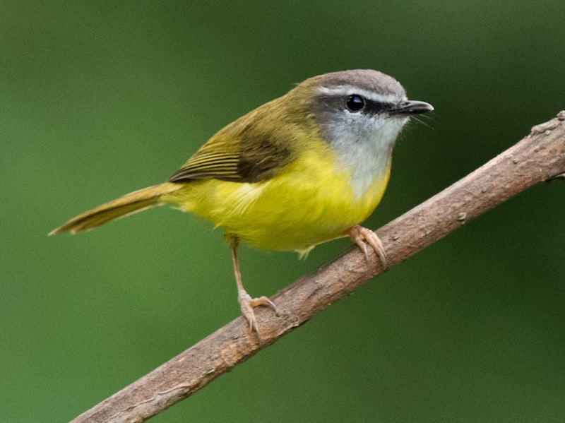Yellow-bellied Warbler