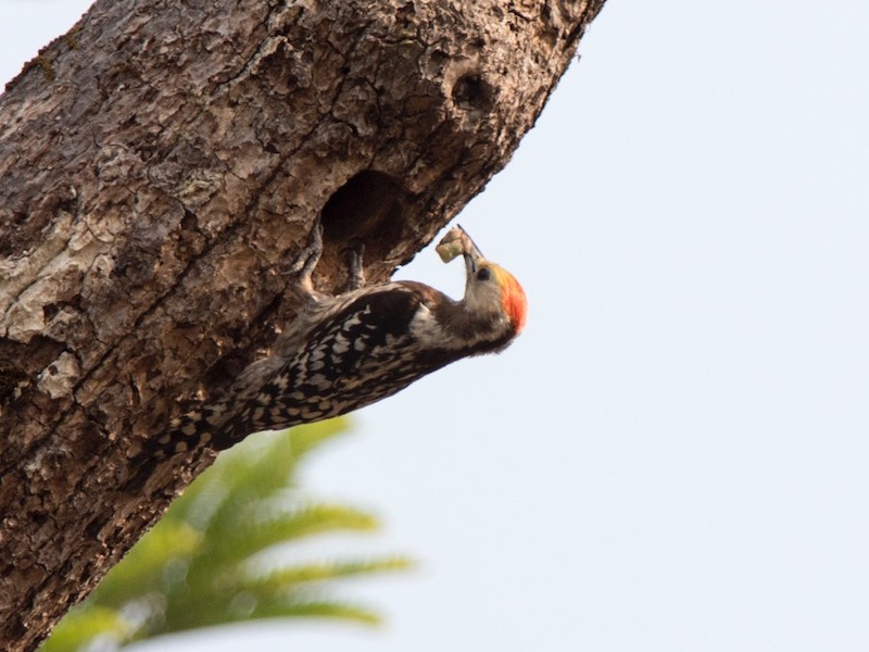 Yellow-crowned Woodpecker