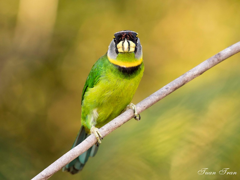 Fire-tufted Barbet 