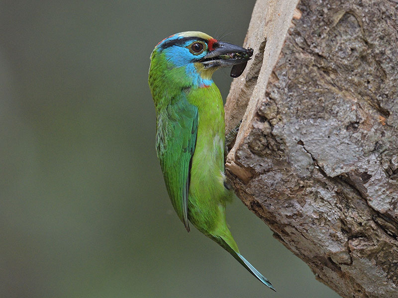 Indochinese Barbet