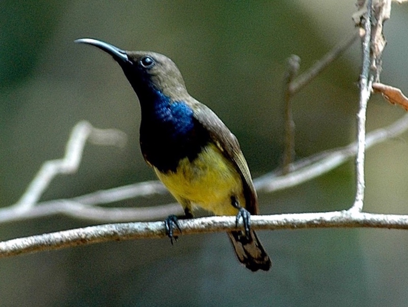 Olive-backed Sunbird - Hút mật họng tím - Cinnyris jugularis