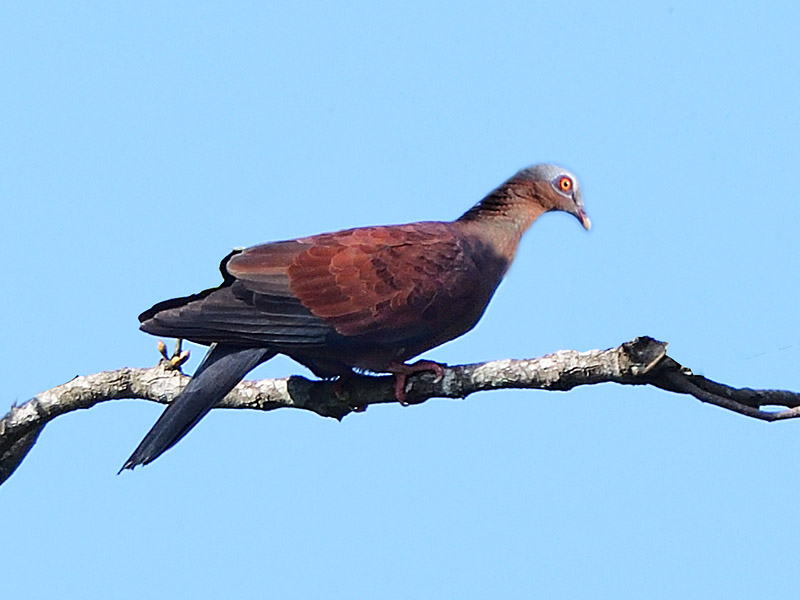 Pale-capped Pigeon