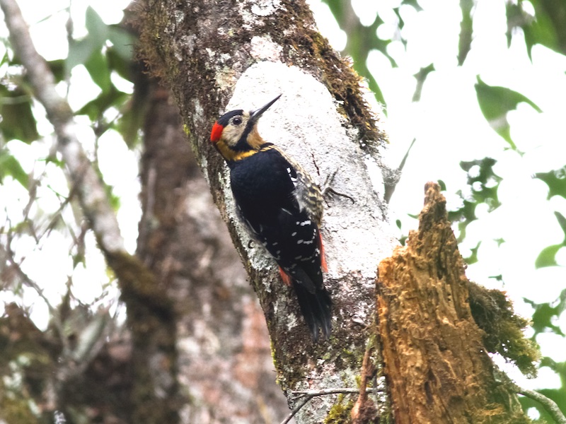 Darjeeling Woodpecker