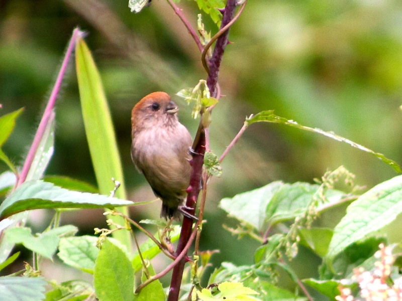 Ashy-throated Parrotbill